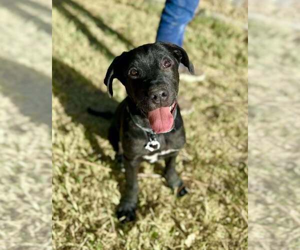 Medium Photo #1 Mutt Puppy For Sale in Vail, AZ, USA