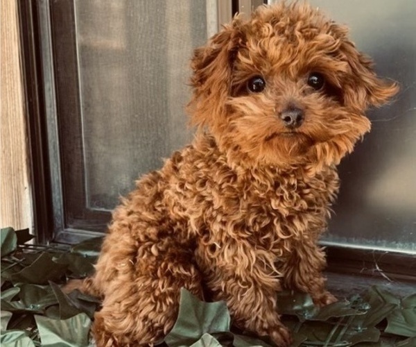 Medium Photo #1 Goldendoodle mix (+ Poodle Miniature) Puppy For Sale in CERES, CA, USA