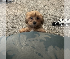 Mal-Shi Puppy for sale in VIRGINIA BEACH, VA, USA