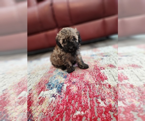Medium Photo #5 Poodle (Miniature) Puppy For Sale in BASTROP, TX, USA