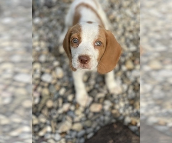 Medium Photo #2 Beagle Puppy For Sale in WEST LIBERTY, KY, USA
