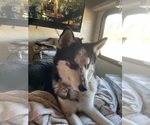 Small Photo #1 Siberian Husky Puppy For Sale in LIBERTY, MO, USA