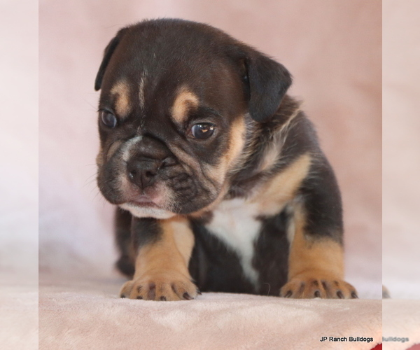 Medium Photo #10 Bulldog Puppy For Sale in WINNSBORO, TX, USA