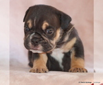 Small #9 Bulldog