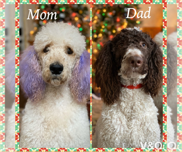 Medium Photo #1 Poodle (Standard) Puppy For Sale in MUSKEGON, MI, USA
