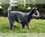 Small #6 Australian Cattle Dog