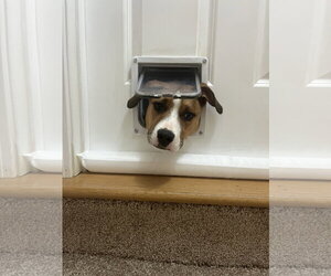 Badger - Male Mutt Dog for Adoption - Photo #4
