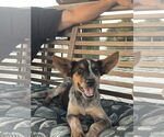 Small #2 Mutt