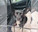 Small Photo #1 Chihuahua Puppy For Sale in Stockton, CA, USA