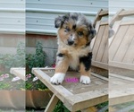 Small Photo #2 Australian Shepherd Puppy For Sale in NEW YORK MILLS, MN, USA