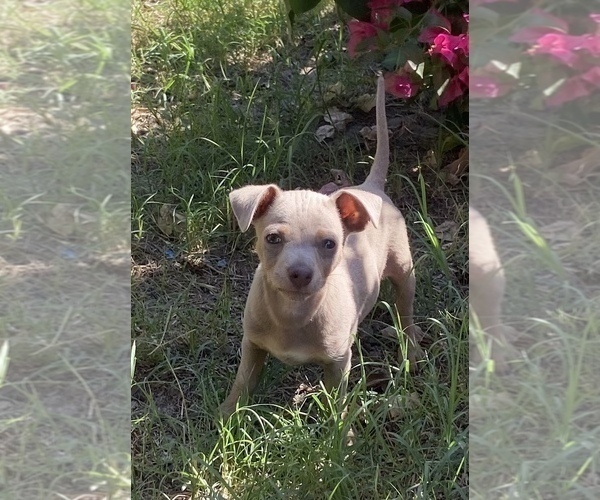 Medium Photo #7 Chihuahua Puppy For Sale in ARANSAS PASS, TX, USA