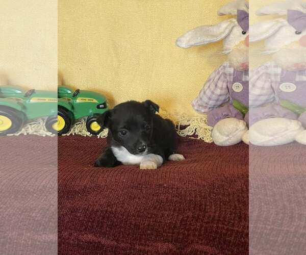 Medium Photo #2 Mutt Puppy For Sale in HOPKINSVILLE/PRINCETON, KY, NH, USA