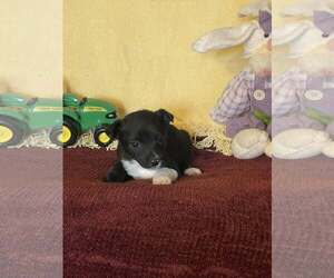 Carrina - Female Mutt Dog for Adoption - Photo #2
