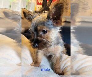 Yorkshire Terrier Puppy for sale in CONKLIN, NY, USA