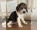 Small #8 Beagle