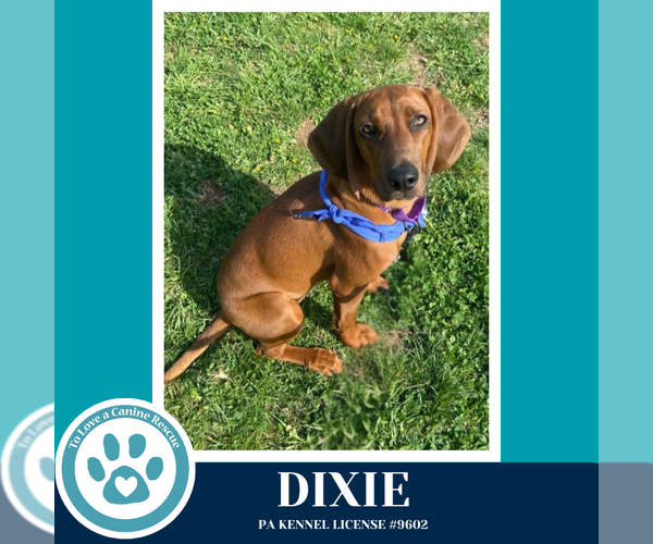 Medium Photo #10 Redbone Coonhound Puppy For Sale in Kimberton, PA, USA