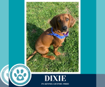 Small #9 Redbone Coonhound