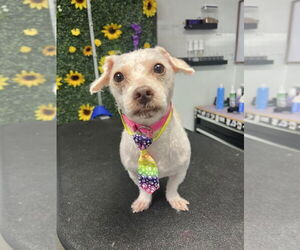 Shih Tzu-Unknown Mix Dogs for adoption in Minneapolis, MN, USA