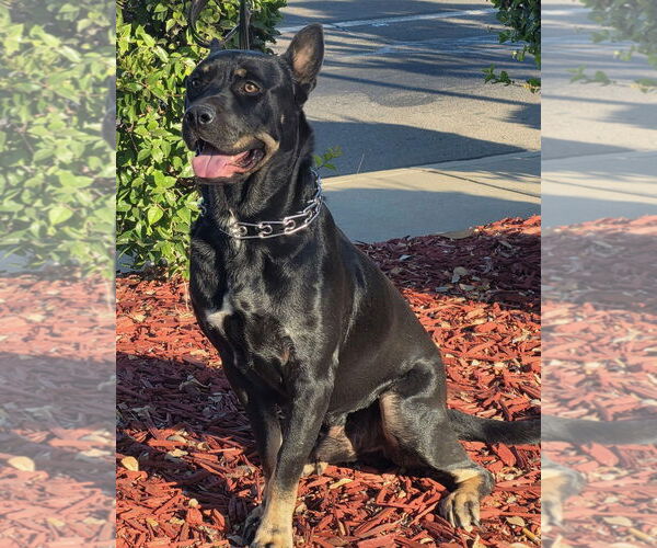 Medium Photo #11 Doberman Pinscher-Staffordshire Bull Terrier Mix Puppy For Sale in Woodland Hills, CA, USA