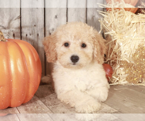 Poochon Puppy for sale in MOUNT VERNON, OH, USA