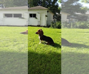 Basset Hound Puppy for sale in SAINT PAUL, MN, USA