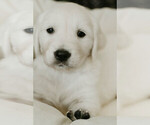 Puppy smokey English Cream Golden Retriever