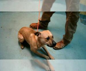 Mutt Dogs for adoption in Tulsa, OK, USA