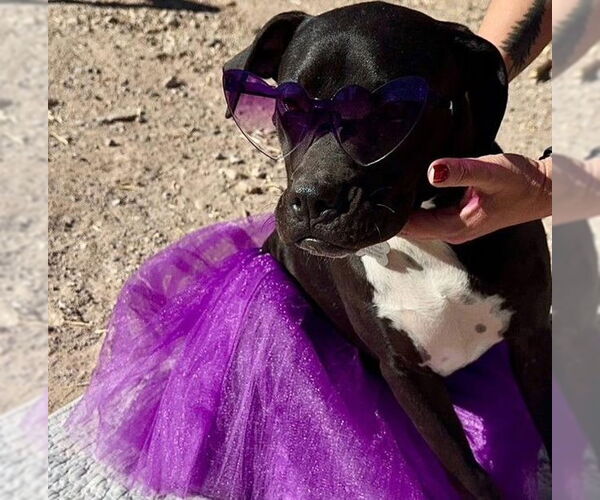 Medium Photo #3 Labrador Retriever-Unknown Mix Puppy For Sale in Williamsburg, NM, USA