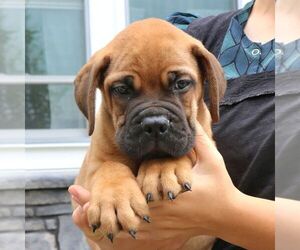 Bullmastiff Puppy for sale in NEW HOLLAND, PA, USA