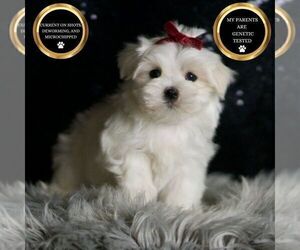 Medium Maltese