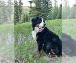 Small Photo #21 Bernese Mountain Dog Puppy For Sale in ENOCH, UT, USA
