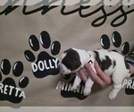 Small Photo #3 English Springer Spaniel Puppy For Sale in OCOEE, TN, USA