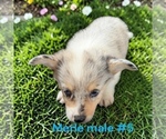 Small #8 Pembroke Welsh Corgi