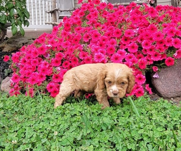 Medium Photo #5 Cocker Spaniel Puppy For Sale in WITHEE, WI, USA
