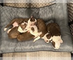 Small Photo #6 Boston Terrier Puppy For Sale in NEWPORT, NC, USA