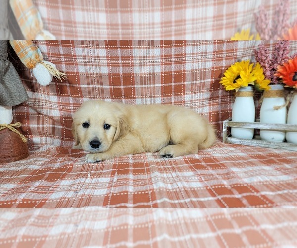 Medium Photo #5 Golden Retriever Puppy For Sale in FALCON, CO, USA