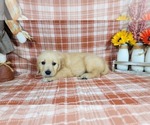 Small #4 Golden Retriever