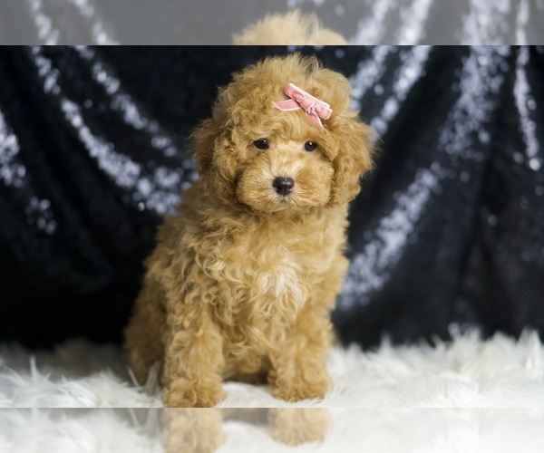 Medium Photo #1 Poodle (Toy) Puppy For Sale in WARSAW, IN, USA
