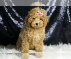 Medium Poodle (Toy)