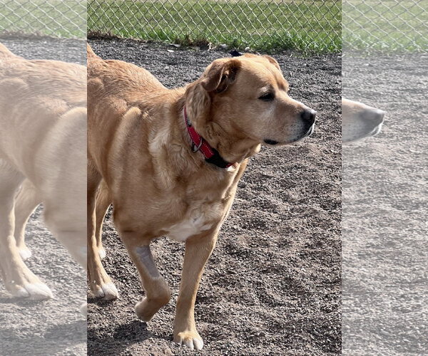 Medium Photo #9 American Pit Bull Terrier-Labrador Retriever Mix Puppy For Sale in Webster, WI, USA