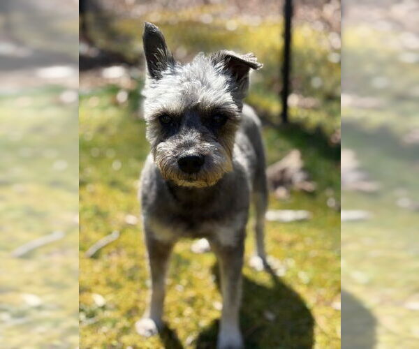 Medium Photo #4 - Mix Puppy For Sale in Lenoir, NC, USA