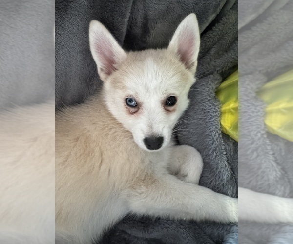 Medium Photo #209 Pomsky Puppy For Sale in LOVELAND, CO, USA