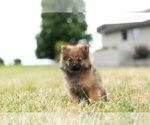 Small Photo #7 Pomeranian Puppy For Sale in WARSAW, IN, USA