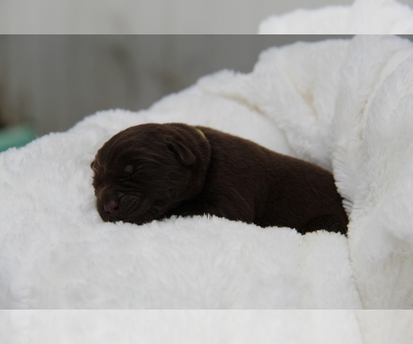 Medium Photo #11 Labrador Retriever Puppy For Sale in HYDE PARK, VT, USA