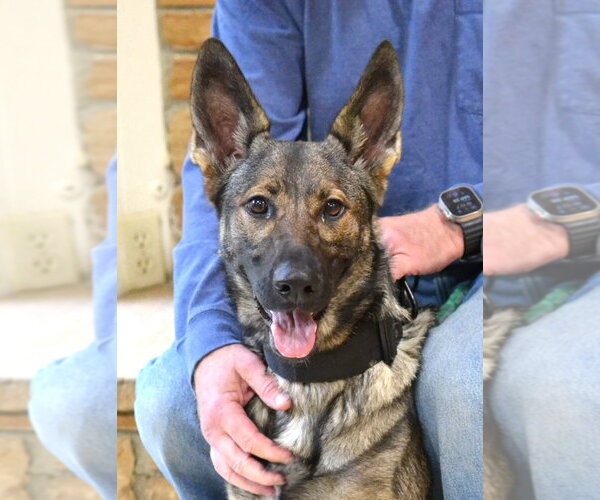 Medium Photo #1 German Shepherd Dog Puppy For Sale in Enfield, CT, USA