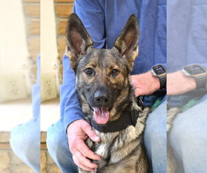 German Shepherd Dog Dogs for adoption in Enfield, CT, USA