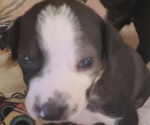 Medium Photo #4 Catahoula Leopard Dog Puppy For Sale in WADDY, KY, USA
