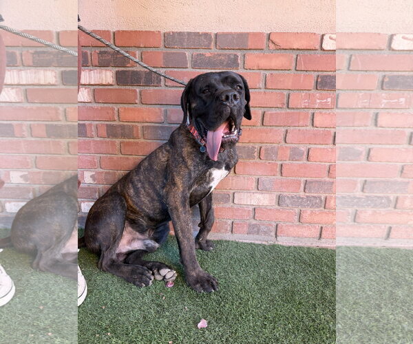 Medium Photo #4 Mastiff Puppy For Sale in Goodyear, AZ, USA