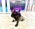 Small Photo #4 French Bulldog Puppy For Sale in BURBANK, CA, USA