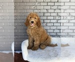 Small #3 Goldendoodle